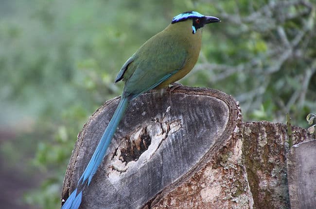 Andean Motmot bird